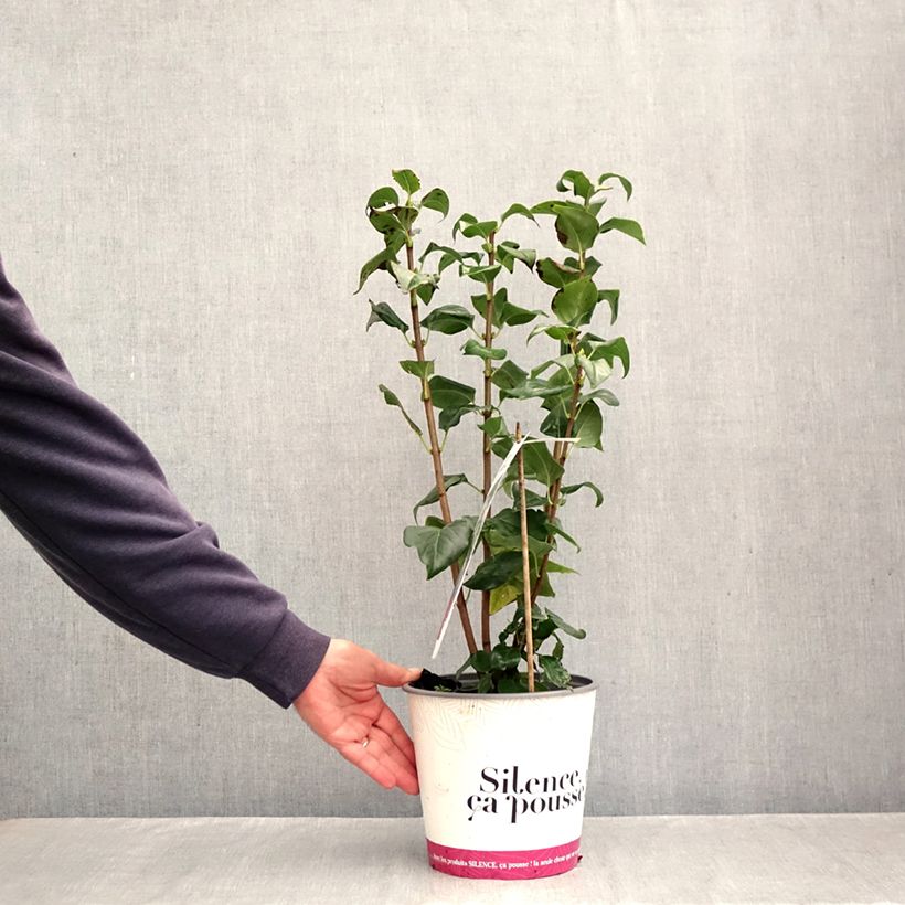 Exemplaar van Syringa vulgaris Comtesse D'harcourt - Gewone sering Pot van 4 l/5 l zoals geleverd in de herfst