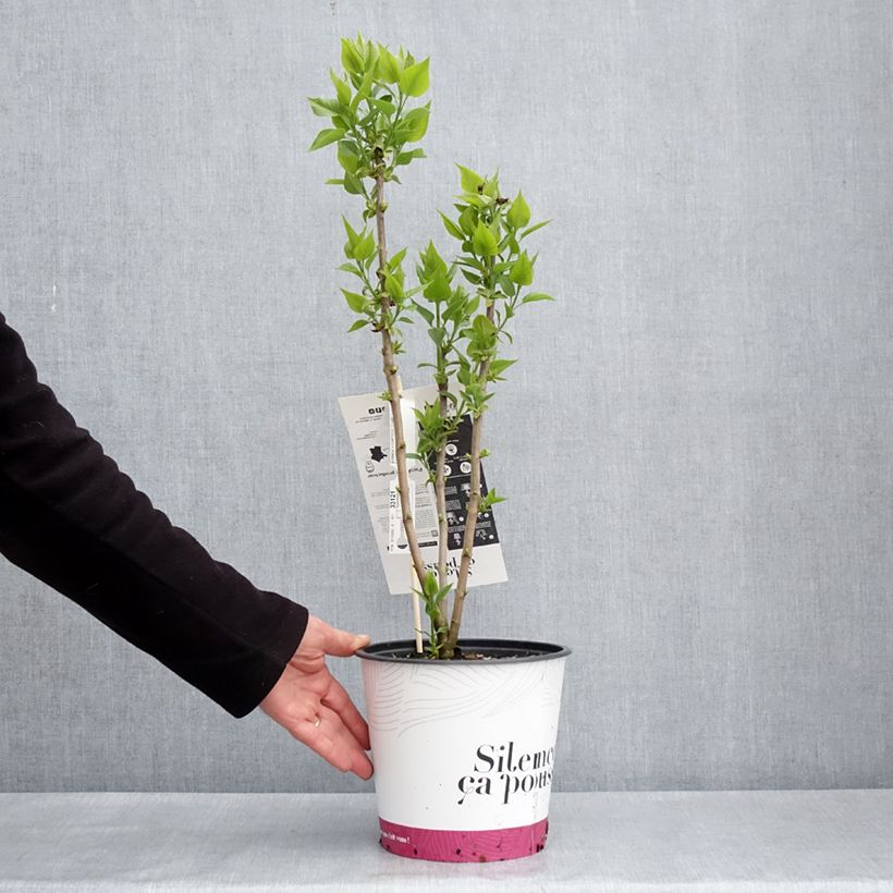 Exemplaar van Syringa vulgaris Comtesse D'harcourt - Gewone sering Pot van 4 l/5 l zoals geleverd in de lente