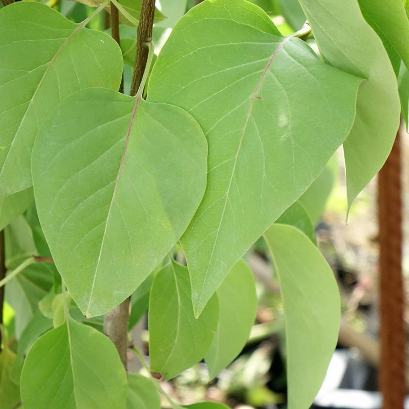 Syringa vulgaris Kindy Rose - Gewone sering (Blad)