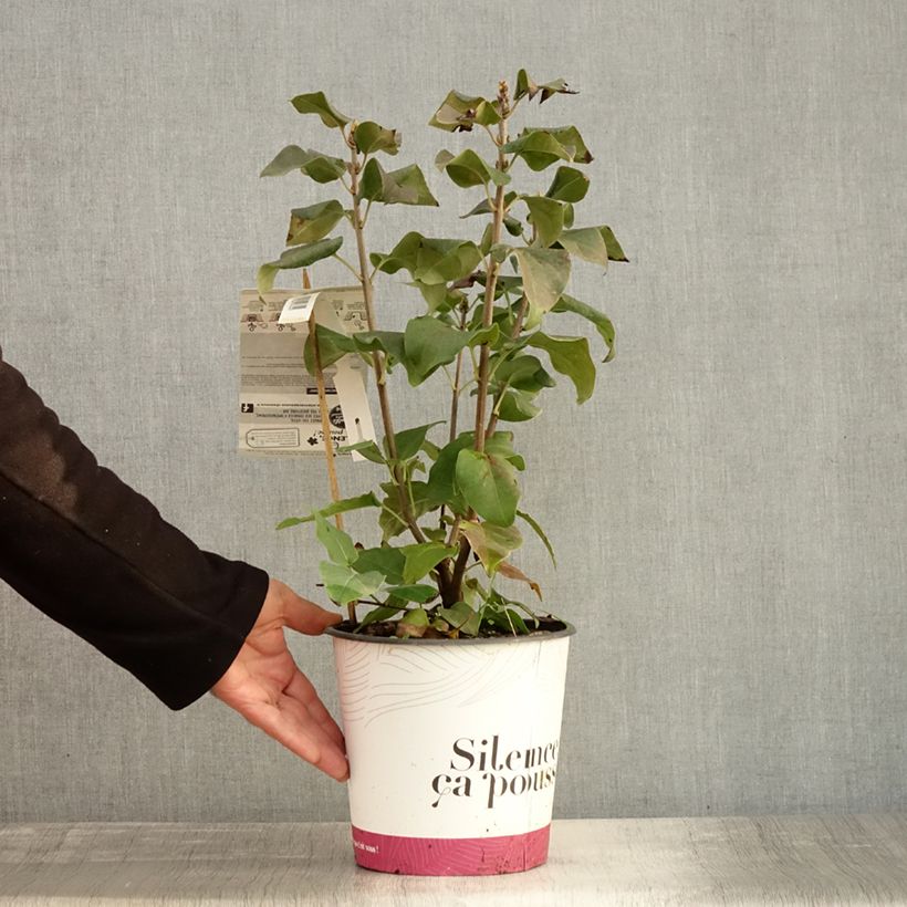 Exemplaar van Syringa vulgaris Konchalovskii - Gewone sering Pot van 4 l/5 l zoals geleverd in de herfst