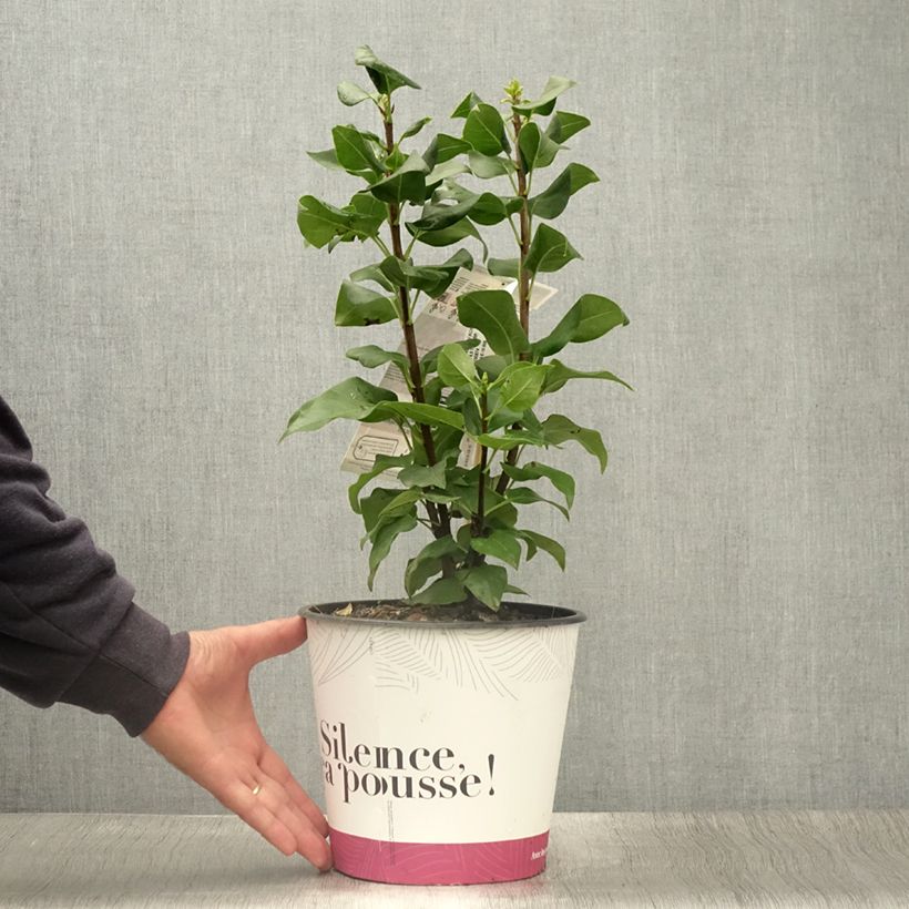 Exemplaar van Syringa vulgaris Konchalovskii - Gewone sering Pot van 4 l/5 l zoals geleverd in de zomer