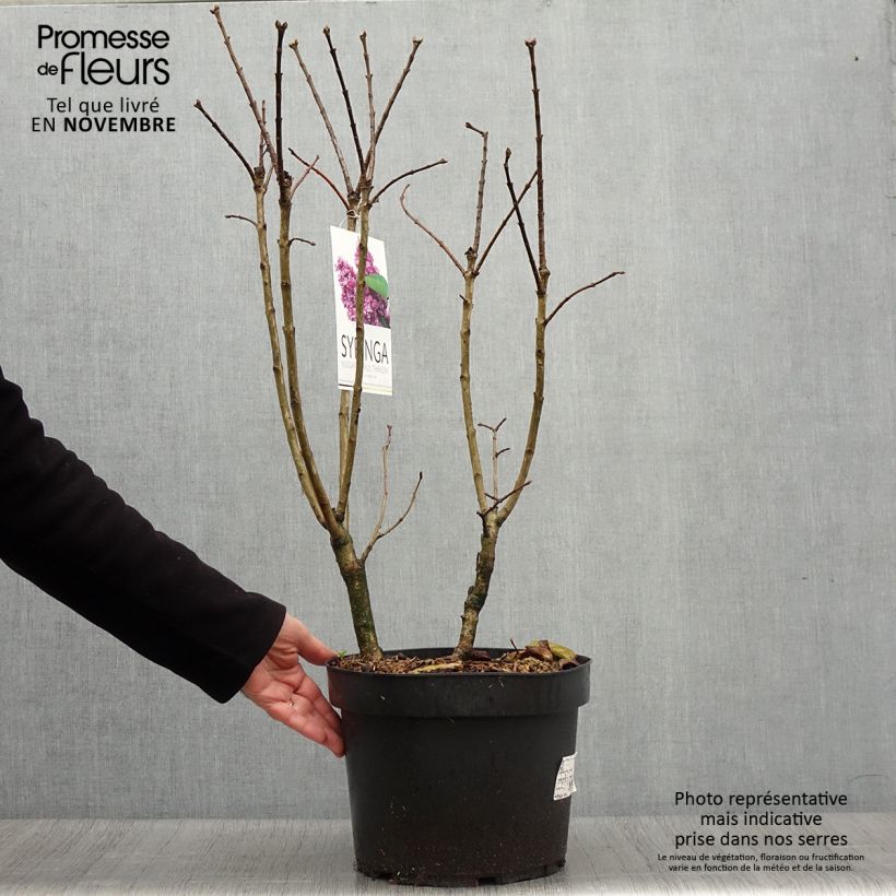 Exemplaar van Syringa vulgaris Paul Thirion - Gewone sering Pot van 7,5 l/10 l zoals geleverd in de herfst