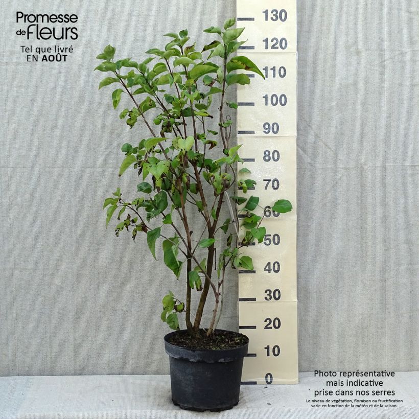 Exemplaar van Syringa vulgaris Paul Thirion - Gewone sering Pot van 7,5 l/10 l zoals geleverd in de zomer