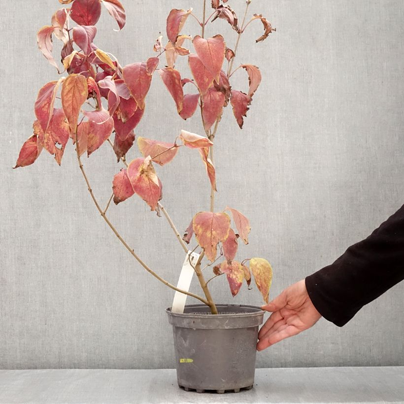 Exemplaar van Syringa vulgaris Znamya Lenina - Gewone sering Pot van 4 l/5 l zoals geleverd in de herfst