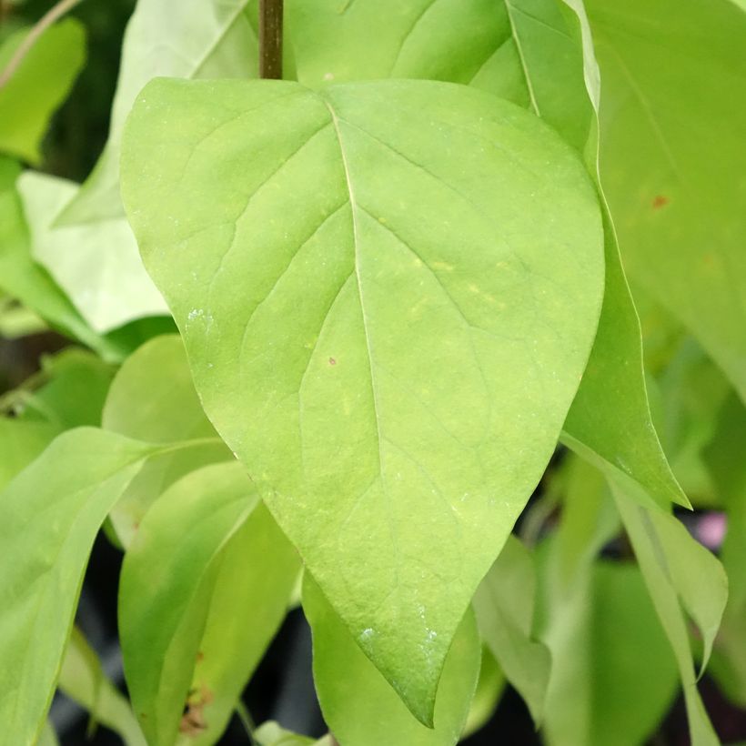 Syringa vulgaris Znamya Lenina - Gewone sering (Blad)