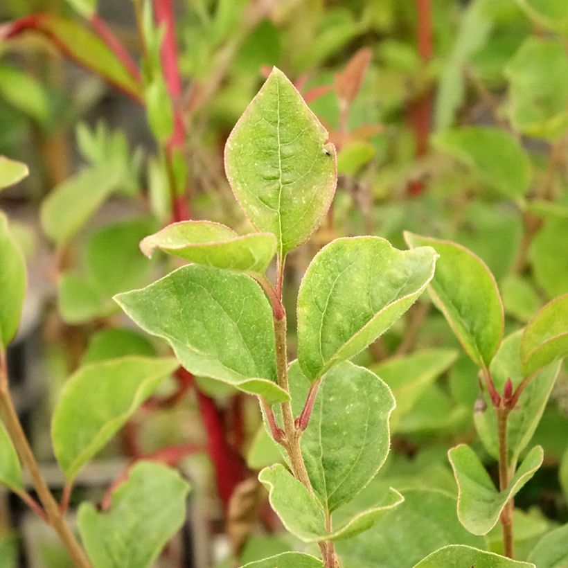 Syringa Josée - Sering (Blad)