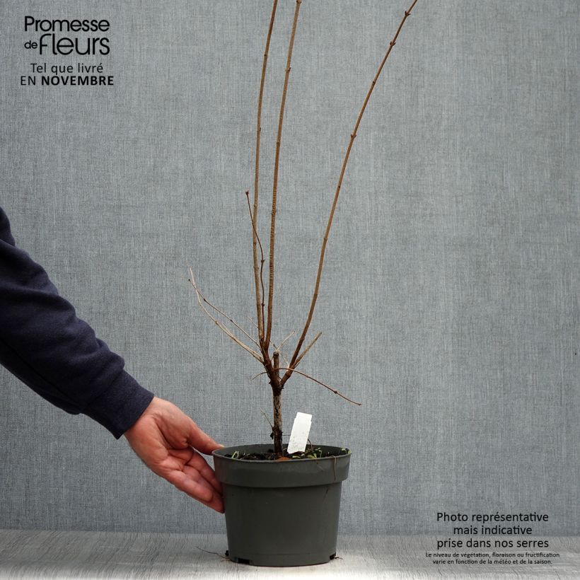 Exemplaar van Syringa microphylla Superba - Dwergsering Pot van 2 l/3 l zoals geleverd in de herfst