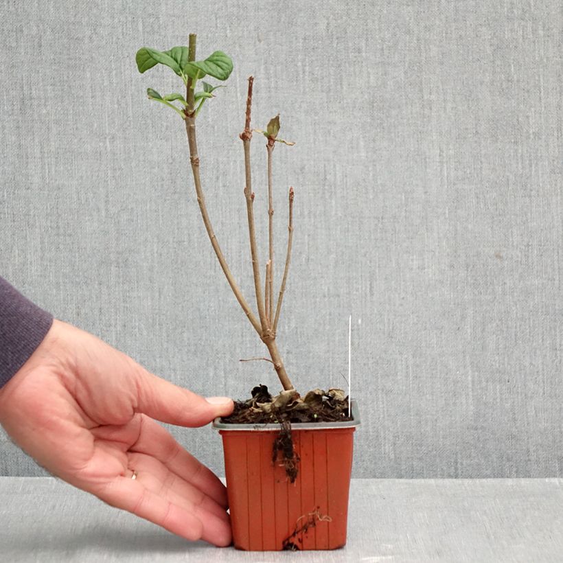 Exemplaar van Syringa josikaea - Sering Kweekpotje van 8/9 cm zoals geleverd in de herfst