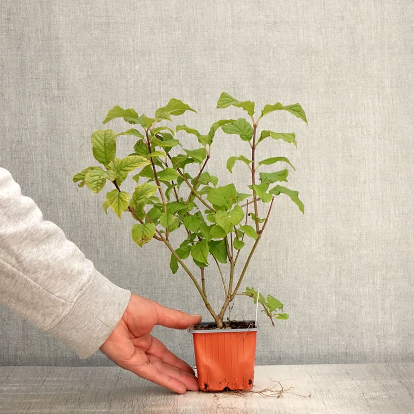 Exemplaar van Syringa josikaea - Sering Kweekpotje van 8/9 cm zoals geleverd in de lente