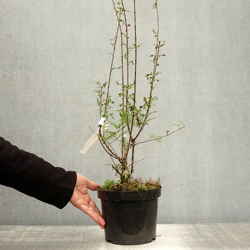 Exemplaar van Syringa persica Laciniata - Perzische sering Pot van 3 l/4 l zoals geleverd in de herfst