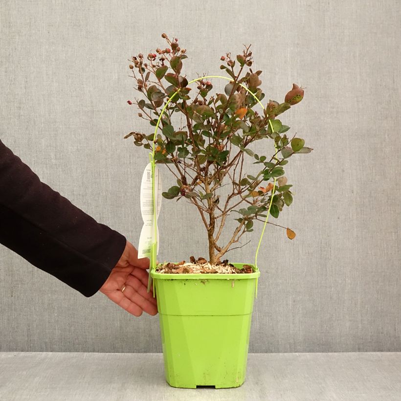 Exemplaar van Lagerstroemia indica Gourmet Red Red Wine - Indische sering Pot van 4 l/5 l zoals geleverd in de herfst