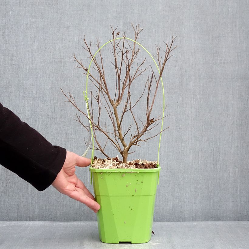 Exemplaar van Lagerstroemia indica Gourmet Red Red Wine - Indische sering Pot van 4 l/5 l zoals geleverd in de winter