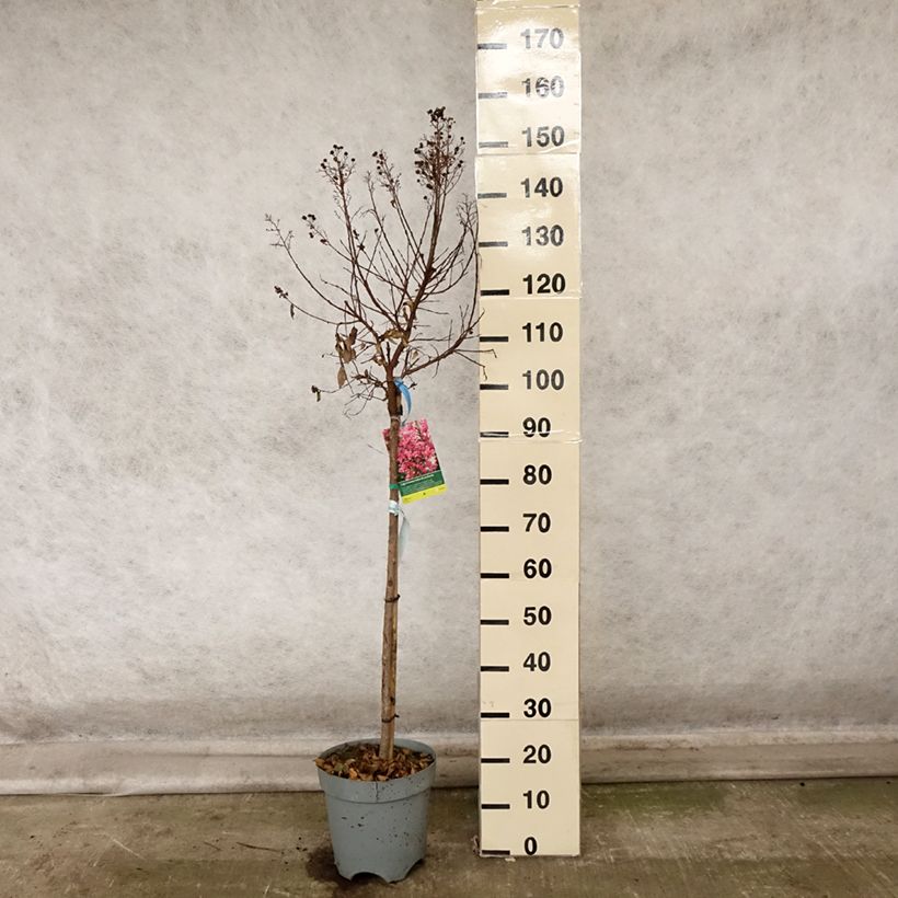 Exemplaar van Lagerstroemia indica Berry Dazzle - Indische sering Pot van 7,5 l/10 l zoals geleverd in de herfst