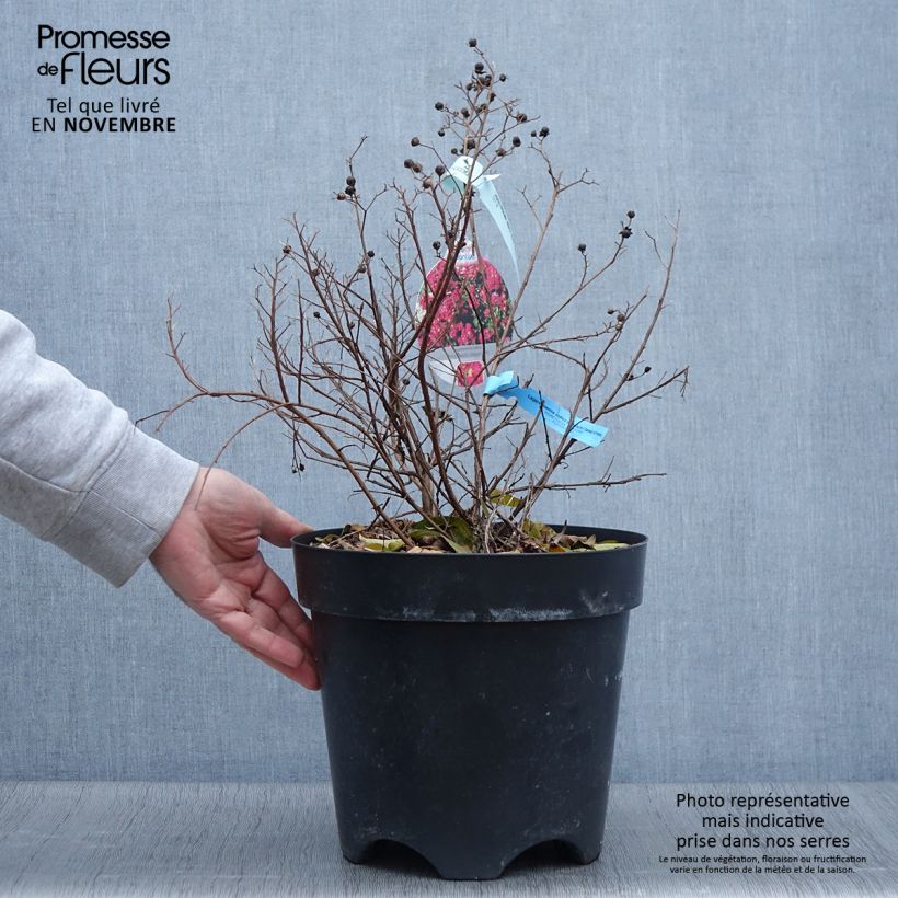 Exemplaar van Lagerstroemia indica Berry Dazzle - Indische sering Pot van 7,5 l/10 l zoals geleverd in de herfst