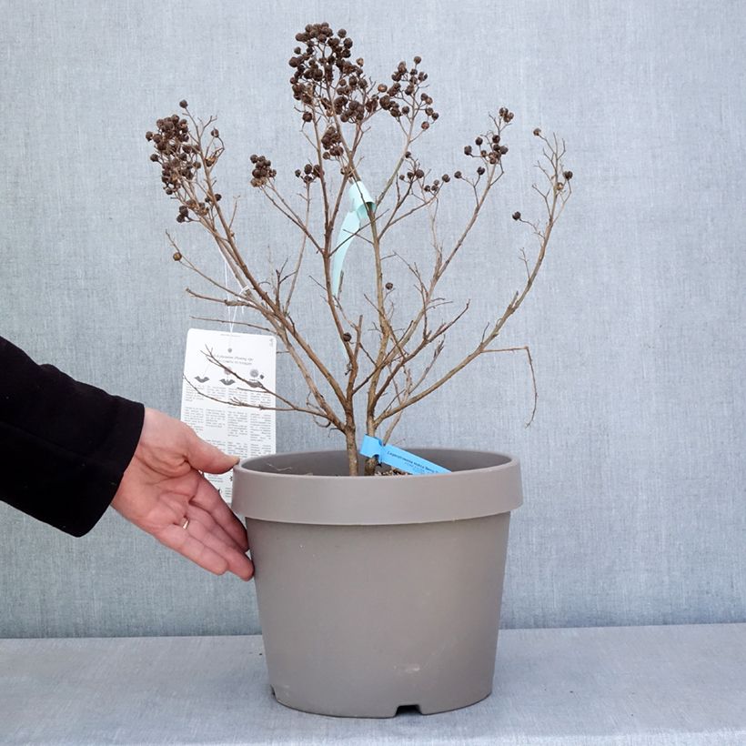 Exemplaar van Lagerstroemia indica Berry Dazzle - Indische sering Pot van 7,5 l/10 l zoals geleverd in de lente