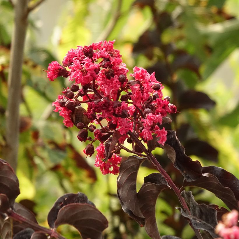 Lagerstroemia indica Black Solitaire Best Red - Indische sering (Blad)