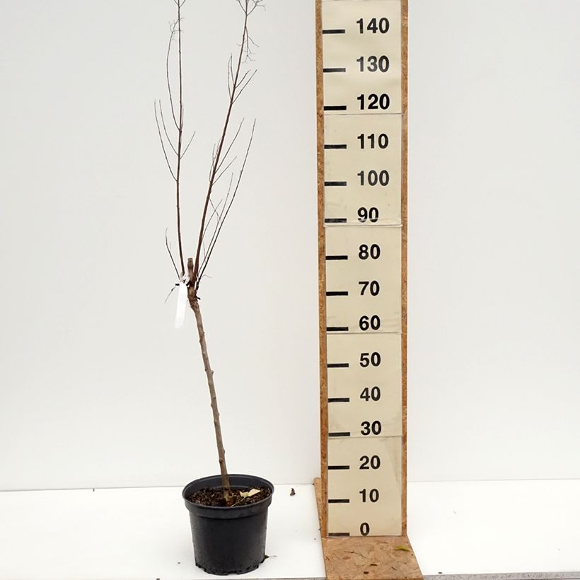 Exemplaar van Lagerstroemia indica Black Solitaire Best Red - Indische sering Pot van 7,5 l/10 l zoals geleverd in de herfst