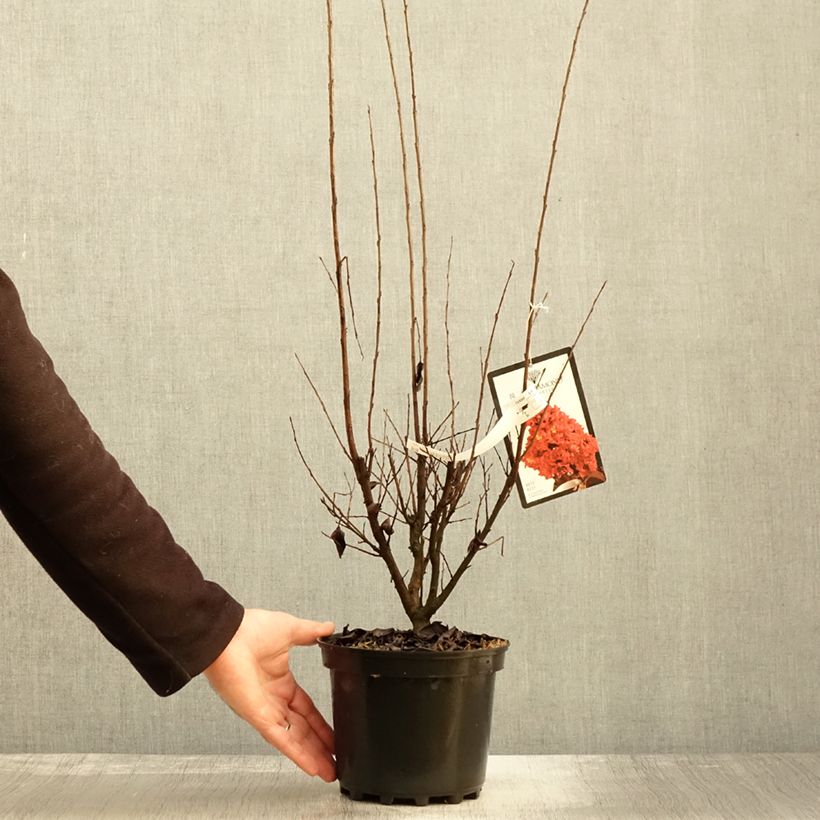 Exemplaar van Lagerstroemia indica Black Solitaire Best Red - Indische sering Pot van 3 l/4 l, Struik zoals geleverd in de herfst