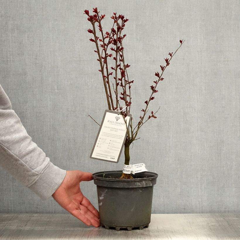 Exemplaar van Lagerstroemia indica Black Solitaire Best Red - Indische sering Pot van 3 l/4 l, Struik zoals geleverd in de lente