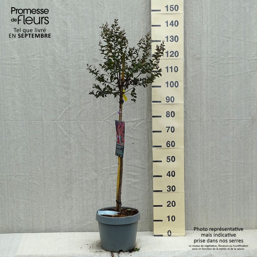 Exemplaar van Lagerstroemia indica Play It Again Double Feature - Indische sering Pot van 7,5 l/10 l zoals geleverd in de herfst