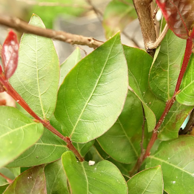 Lagerstroemia indica Play It Again Double Feature - Indische sering (Blad)
