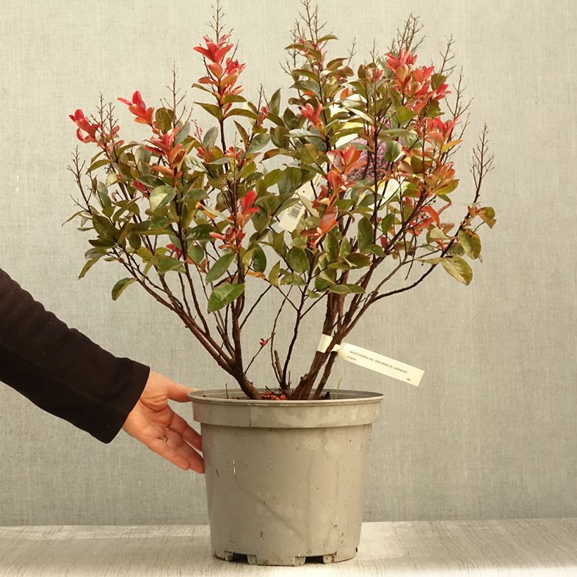 Exemplaar van Lagerstroemia indica Enduring Lavender - Indische sering Pot van 7,5 l/10 l zoals geleverd in de herfst