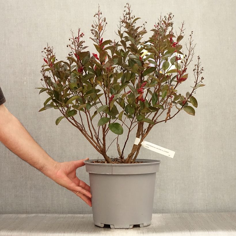 Exemplaar van Lagerstroemia indica Enduring Lavender - Indische sering Pot van 7,5 l/10 l zoals geleverd in de zomer