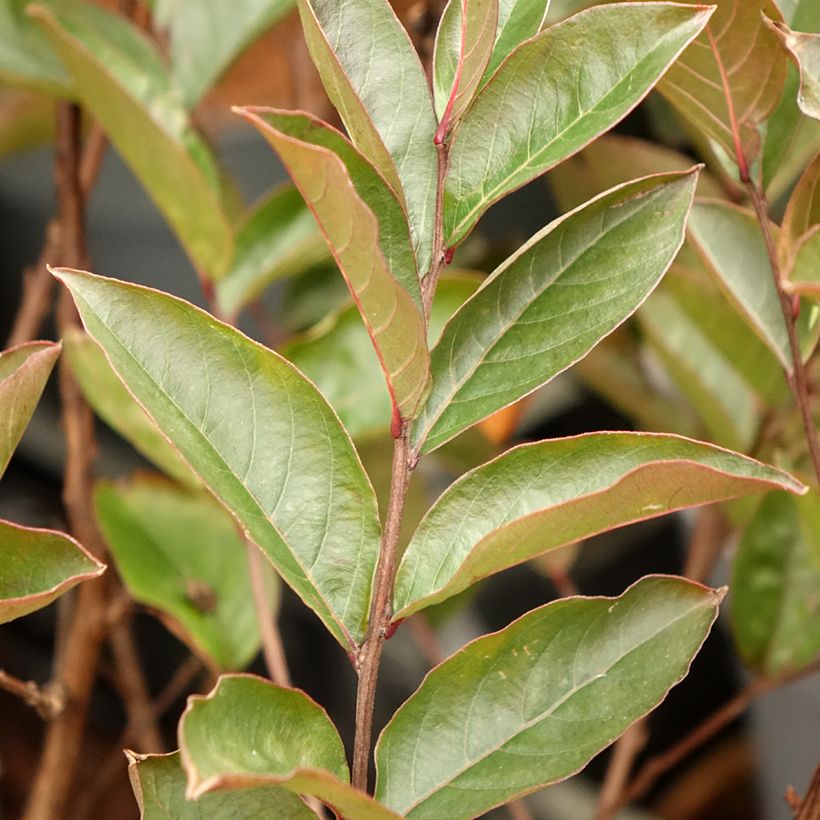 Lagerstroemia indica Enduring Lavender - Indische sering (Blad)