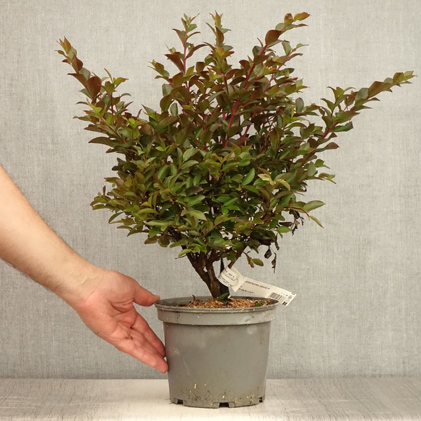 Exemplaar van Lagerstroemia indica Enduring Red - Indische sering Pot van 3 l/4 l zoals geleverd in de zomer