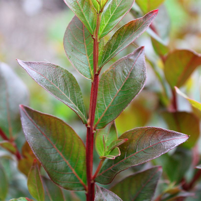Lagerstroemia indica Enduring Red - Indische sering (Blad)