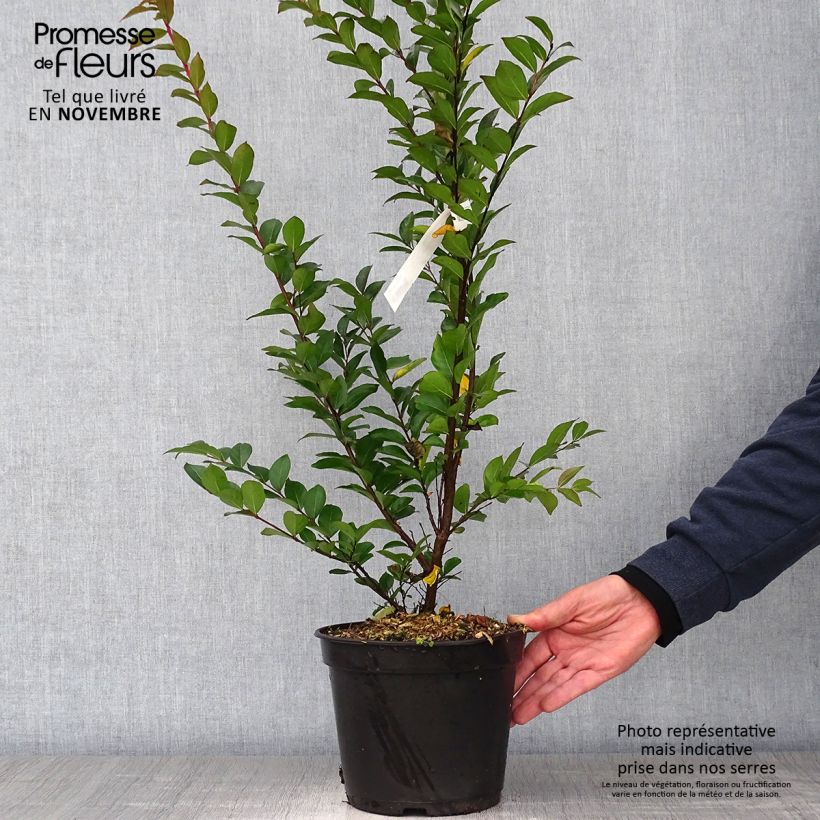 Exemplaar van Lagerstroemia indica Enduring Red - Indische sering Pot van 3 l/4 l zoals geleverd in de herfst