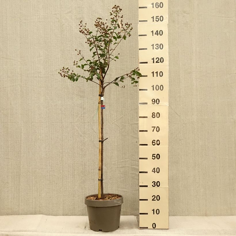 Exemplaar van Lagerstroemia indica Eveline - Indische sering Pot van 7,5 l/10 l zoals geleverd in de herfst