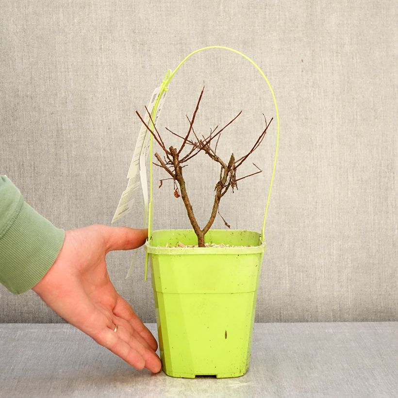 Example of Lagerstroemia indica Girl With Love - Indische sering Pot van 2 l/3 l as you get in hiver