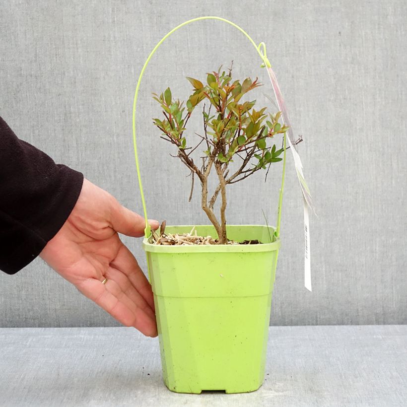 Exemplaar van Lagerstroemia indica Girl With Love - Indische sering Pot van 2 l/3 l zoals geleverd in de lente