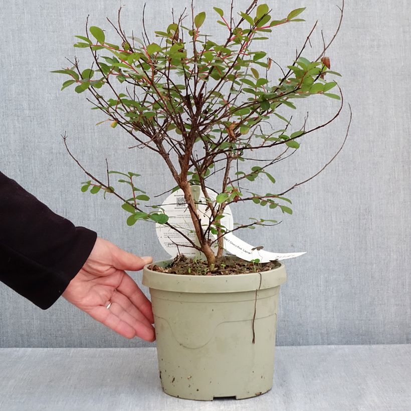 Exemplaar van Lagerstroemia indica Gourmet Choco Pink - Indische sering Pot van 4 l/5 l zoals geleverd in de herfst