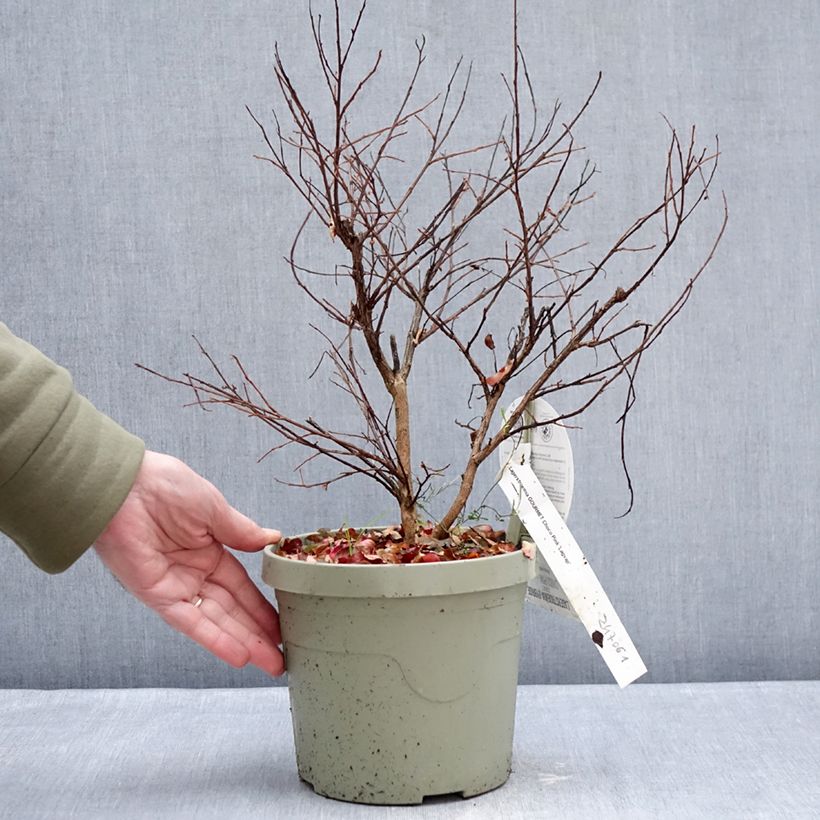Example of Lagerstroemia indica Gourmet Choco Pink - Indische sering Pot van 4 l/5 l as you get in hiver