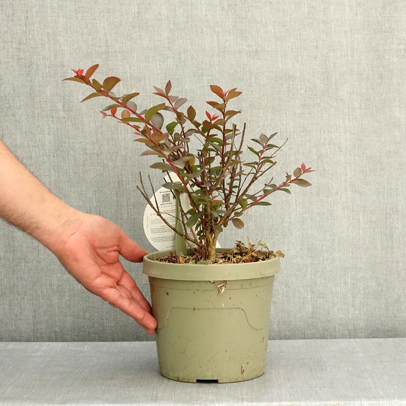 Exemplaar van Lagerstroemia indica Gourmet Choco Pink - Indische sering Pot van 4 l/5 l zoals geleverd in de lente