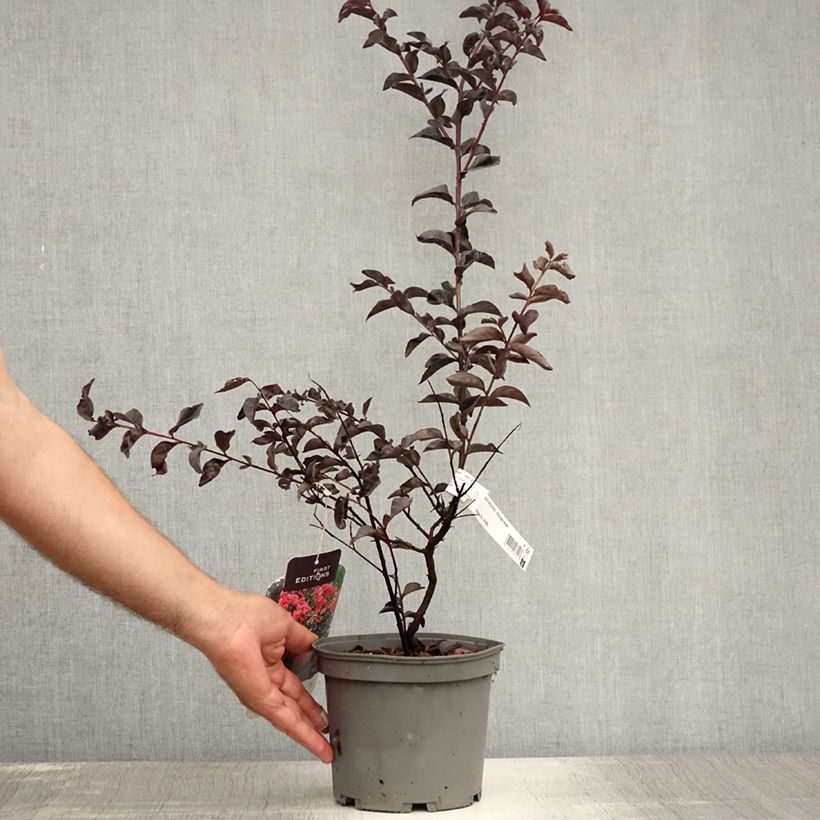 Exemplaar van Lagerstroemia indica Midnight Magic - Indische sering Pot van 3 l/4 l zoals geleverd in de zomer