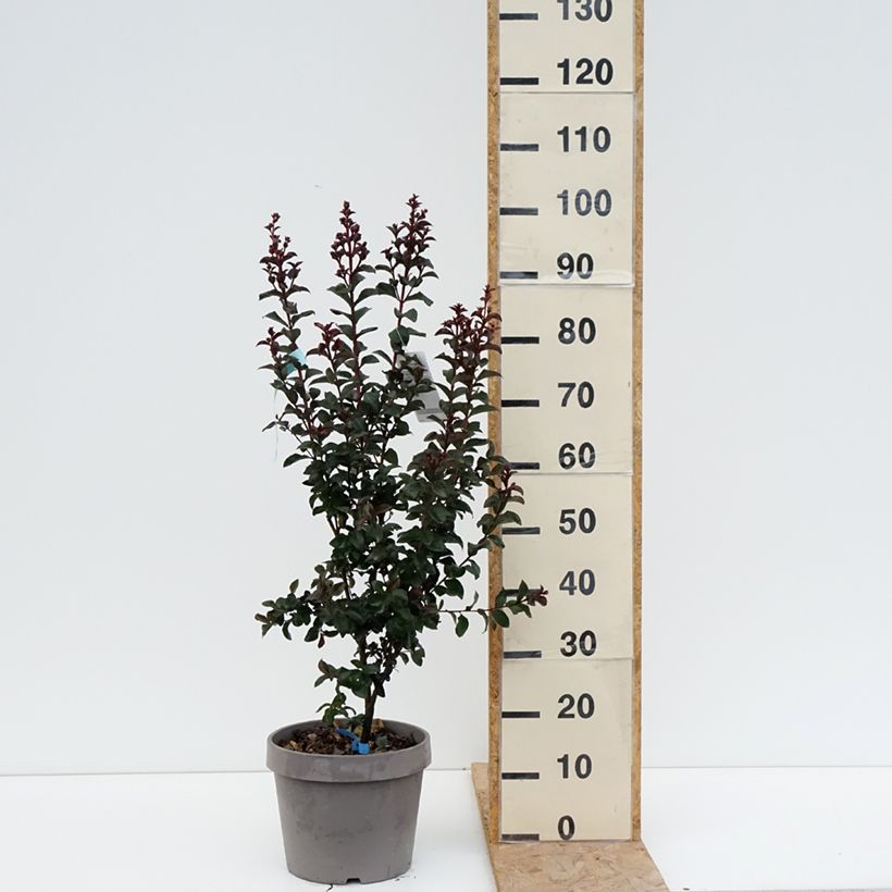 Exemplaar van Lagerstroemia indica Rhapsody In Blue - Indische sering Pot van 7,5 l/10 l, Struik zoals geleverd in de zomer