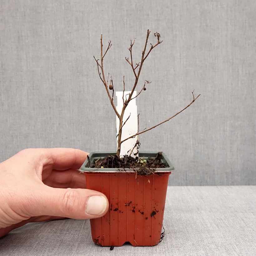 Exemplaar van Lagerstroemia indica Virgin With Love - Indische sering Kweekpotje van 8/9 cm zoals geleverd in de winter