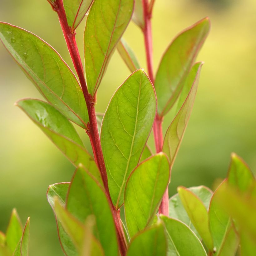 Lagerstroemia indica Virgin With Love - Indische sering (Blad)