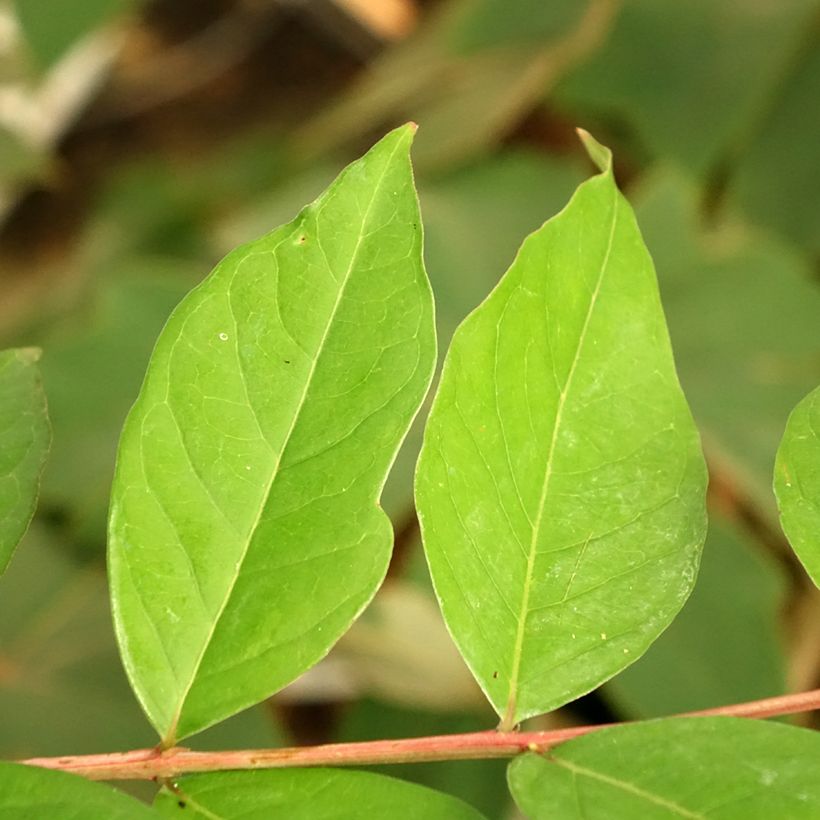 Lagerstroemia indica White Chocolate - Indische sering (Blad)