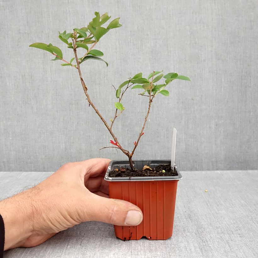 Exemplaar van Lagerstroemia indica With Love Babe - Indische sering Kweekpotje van 8/9 cm zoals geleverd in de herfst