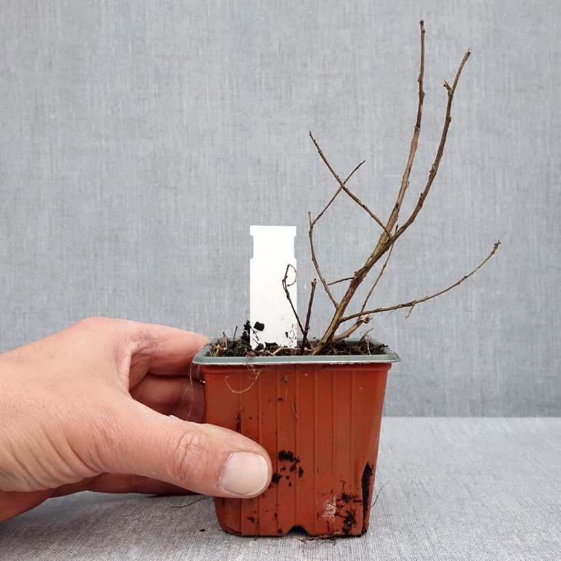 Example of Lagerstroemia indica With Love Babe - Indische sering Kweekpotje van 8/9 cm as you get in printemps