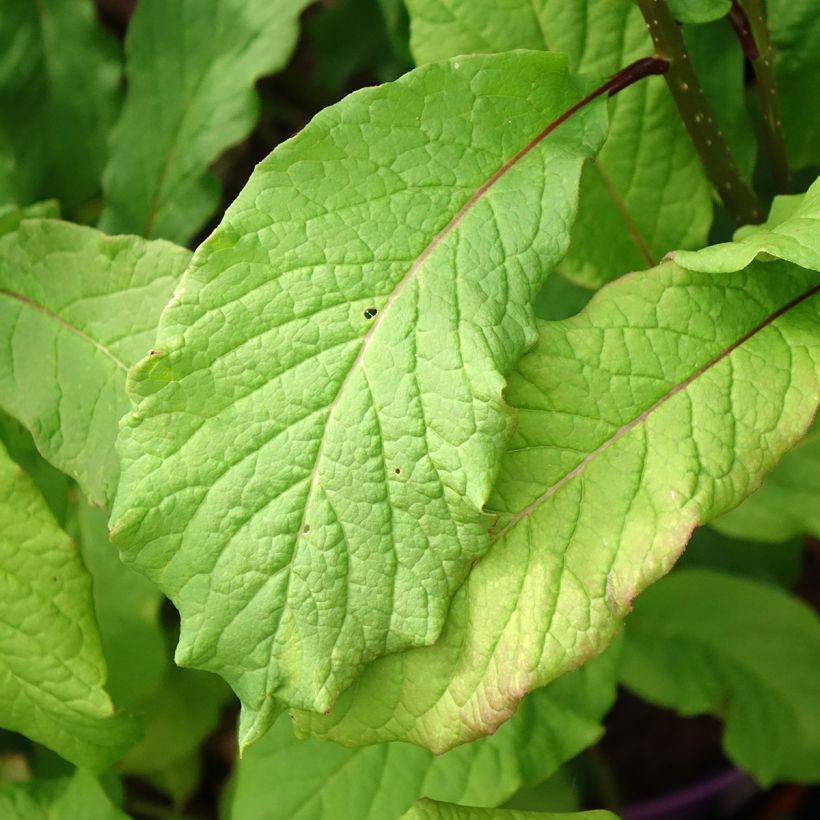 Syringa prestoniae Pinktini - Sering (Blad)