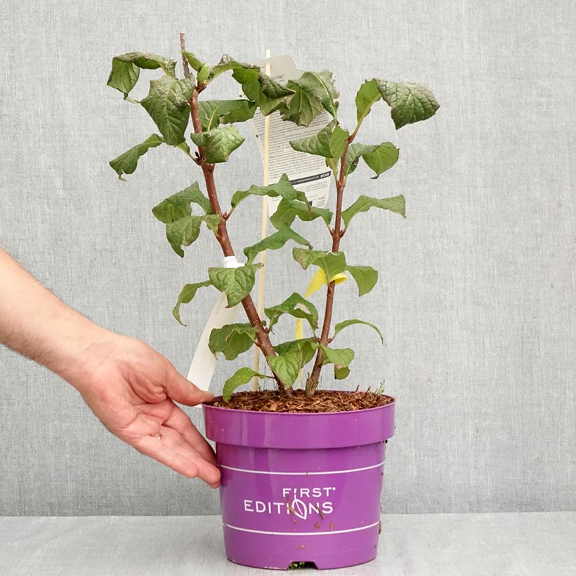 Exemplaar van Syringa prestoniae Pinktini - Sering Pot van 3 l/4 l zoals geleverd in de herfst