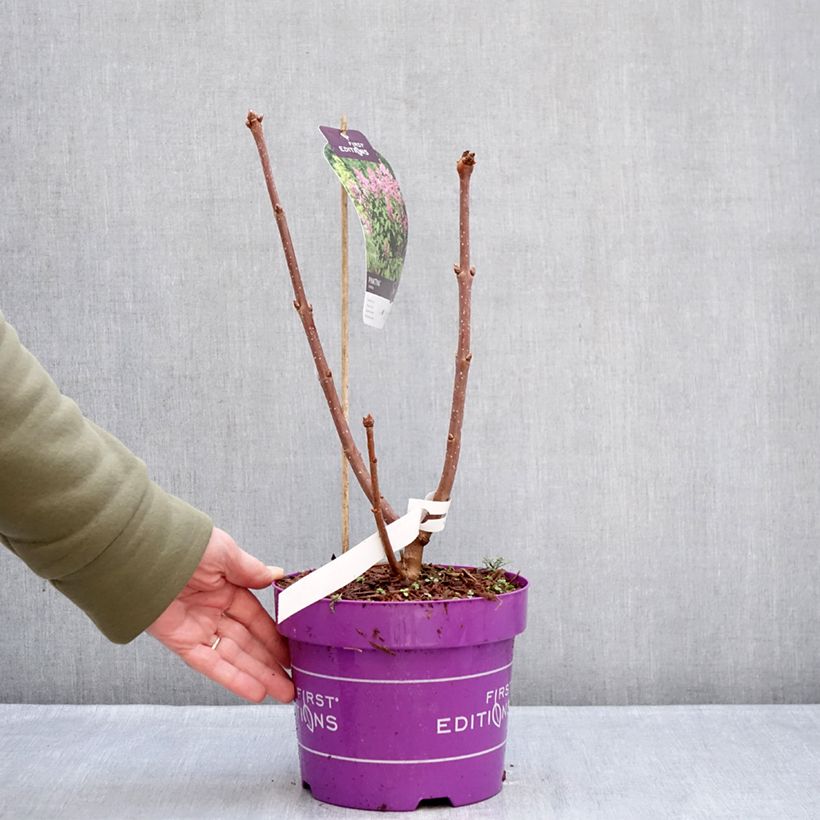 Example of Syringa prestoniae Pinktini - Sering Pot van 3 l/4 l as you get in hiver