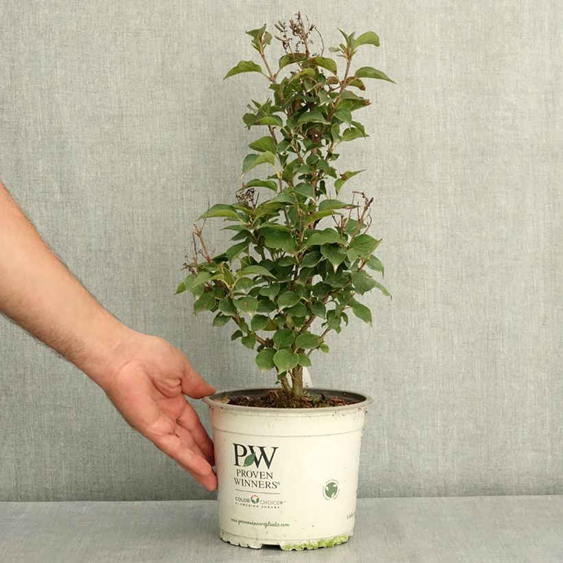 Exemplaar van Syringa Baby Kim - Dwergsering Pot van 3 l/4 l zoals geleverd in de zomer