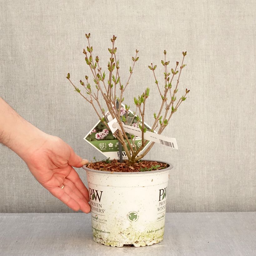 Exemplaar van Syringa Baby Kim - Dwergsering Pot van 3 l/4 l zoals geleverd in de winter