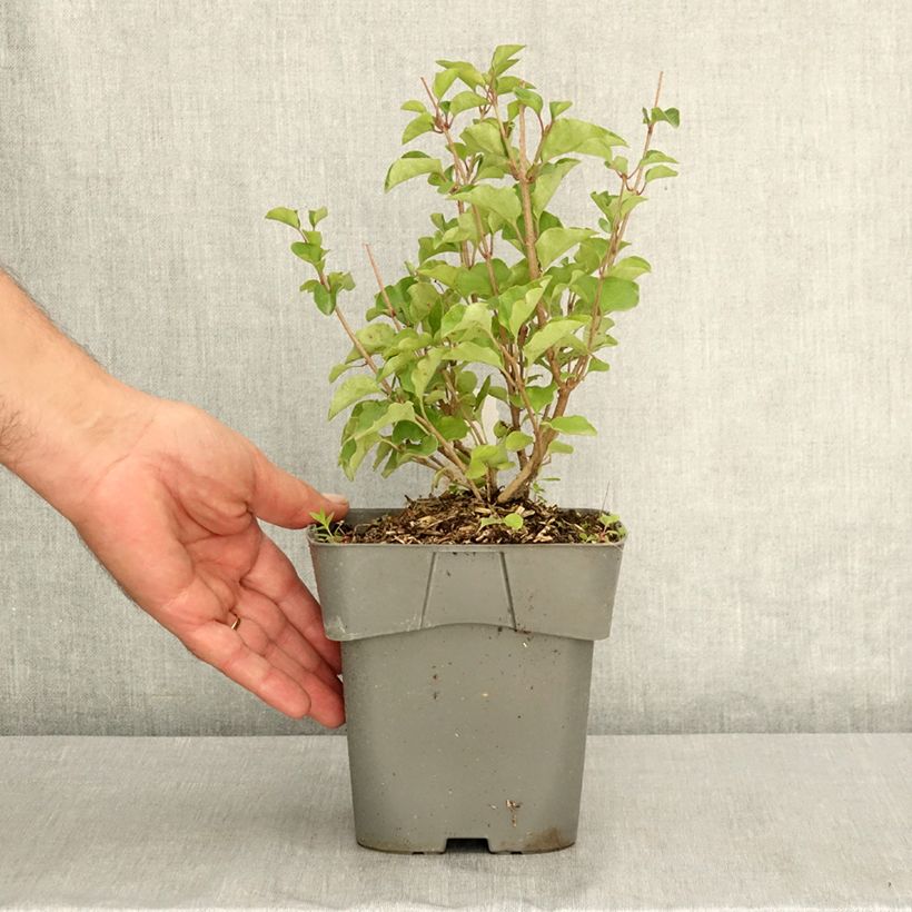 Exemplaar van Syringa meyeri Flowerfesta Pink - Dwergsering Pot van 2 l/3 l zoals geleverd in de zomer